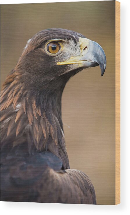 Golden Wood Print featuring the photograph Golden Eagle by Wesley Aston