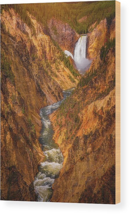 Yellowstone Wood Print featuring the photograph Golden Falls of Yellowstone by Darren White