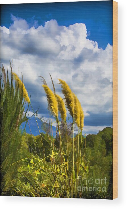 New Zealand's Plants Wood Print featuring the photograph Golden Fluff by Rick Bragan