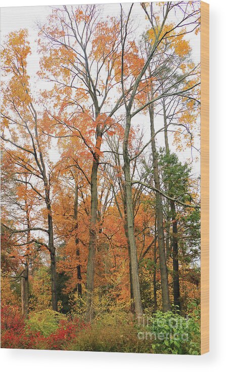 Landscape Wood Print featuring the photograph Golden Forest II by Mary Haber