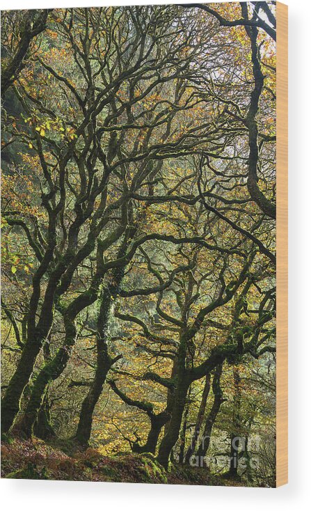 Oak Trees Wood Print featuring the photograph Golden Oaks by Andy Myatt