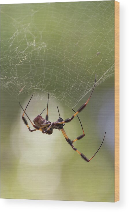 Spider Wood Print featuring the photograph Golden-Silk Spider by Paul Rebmann