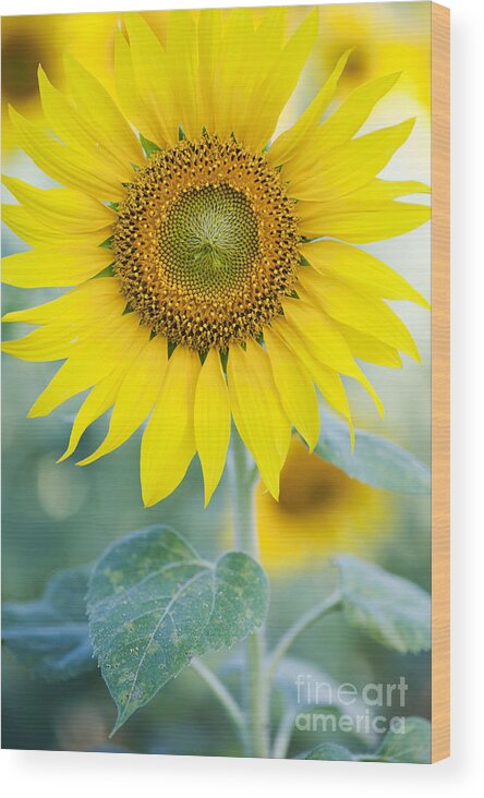 Sunflower Wood Print featuring the photograph Golden Sunflower by Tim Gainey