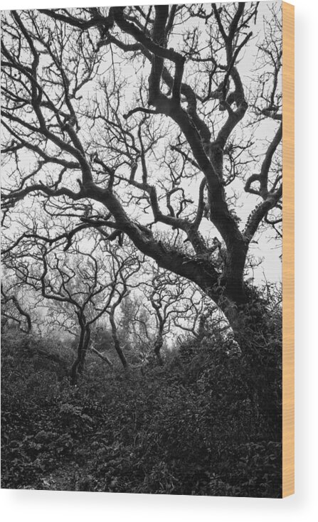 Gothic Wood Print featuring the photograph Gothic Woods II by Marco Oliveira