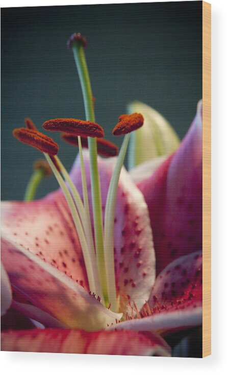 Flora Wood Print featuring the photograph Graceful Lily Series 7 by Olga Smith