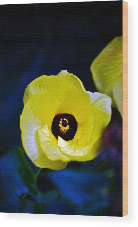 Flower Opening Wood Print featuring the photograph Grand Opening by Debbie Karnes