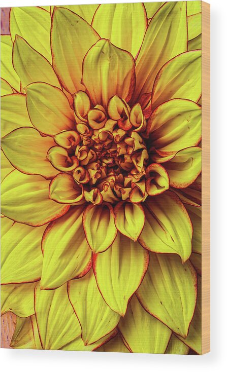 Color Wood Print featuring the photograph Graphic Dahlia 2 by Garry Gay