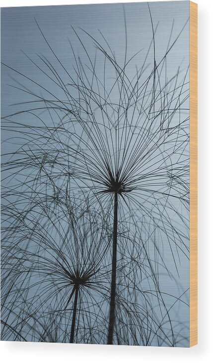 Grass Wood Print featuring the photograph Grass mandala by Jocelyn Kahawai