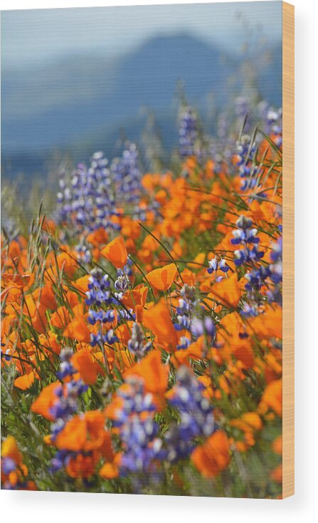 California Wood Print featuring the photograph Grass Mountain Wildflowers Portrait by Kyle Hanson