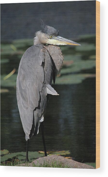 Great Blue Heron Wood Print featuring the photograph Great Blue by Doris Potter