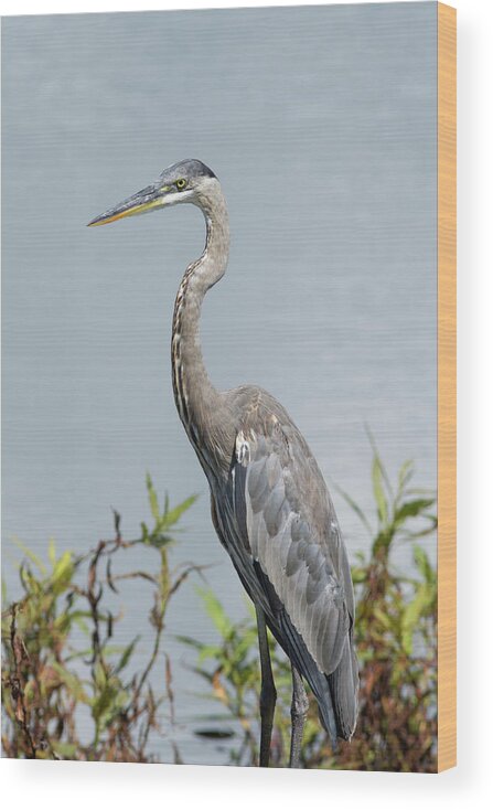 Heron Wood Print featuring the photograph Great Blue Heron #2 by Paul Rebmann