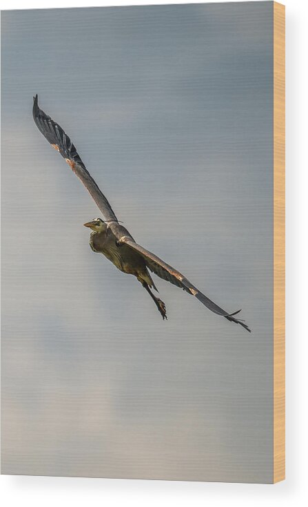 Wildlife Wood Print featuring the photograph Great blue Heron Gliding In by Paul Freidlund