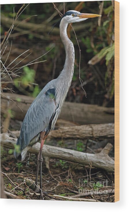 Great Blue Heron Wood Print featuring the photograph Great Blue Heron in Florida Swamp by Natural Focal Point Photography