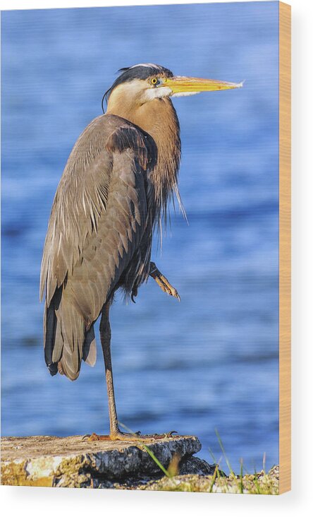 Ardea Herodias Wood Print featuring the photograph Great Blue Heron on the Chesapeake Bay by Patrick Wolf