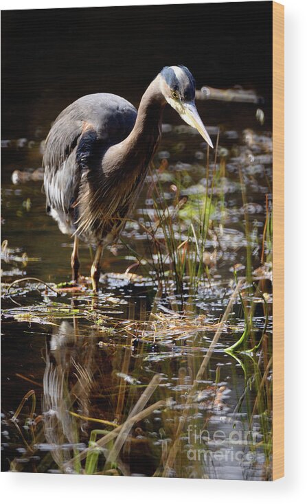 Terry Elniski Photography Wood Print featuring the photograph Great Blue Heron On The Hunt 2 by Terry Elniski