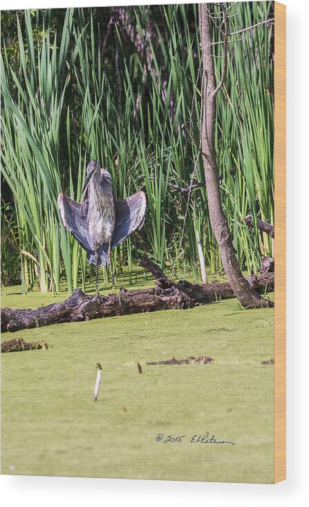 Great Blue Heron Wood Print featuring the photograph Great Blue Heron Sunning by Ed Peterson
