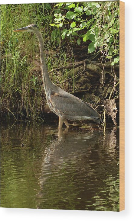 Nature Photography Wood Print featuring the photograph Great Blue Heron Wading in a Pond by Artful Imagery