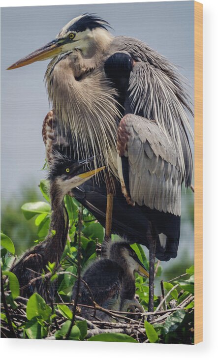 Delray Beach Wood Print featuring the photograph Great Blue Heron with Babies by Wolfgang Stocker