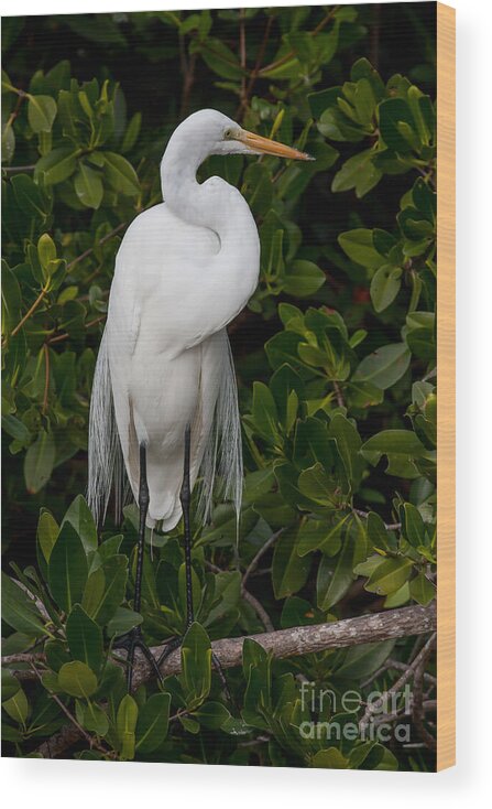 Great Egret Wood Print featuring the photograph Great Egret by Chris Scroggins