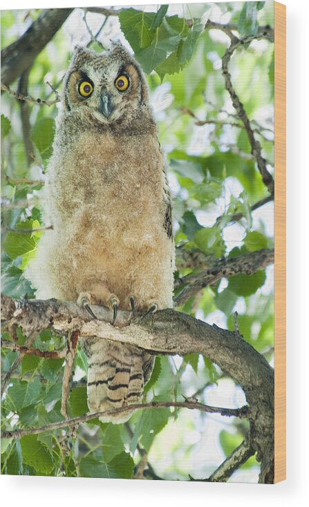 Owl Wood Print featuring the photograph Great Horned Owl by Gary Beeler