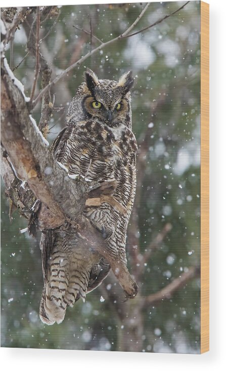 Owl Wood Print featuring the photograph Great horned owl by Mircea Costina Photography