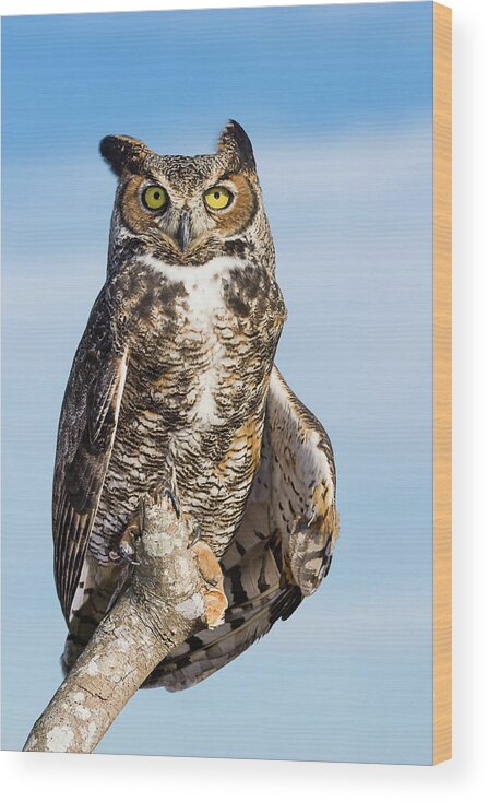 Bpsa Portfolio Distinction Wood Print featuring the photograph Great Horned Owl Portrait - Winged Ambassadors by Dawn Currie