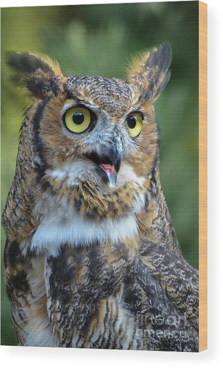 Great Horned Owl Wood Print featuring the photograph Great Horned Owl Smiling by Amy Porter