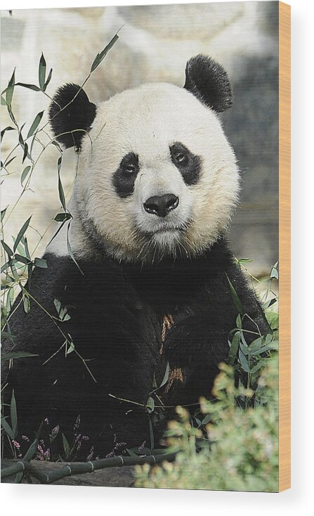 Panda Wood Print featuring the photograph Great Panda II by Keith Lovejoy