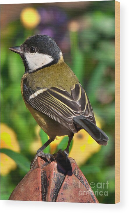 Great Tit Wood Print featuring the photograph Great Tit British Bird parus major by Martyn Arnold