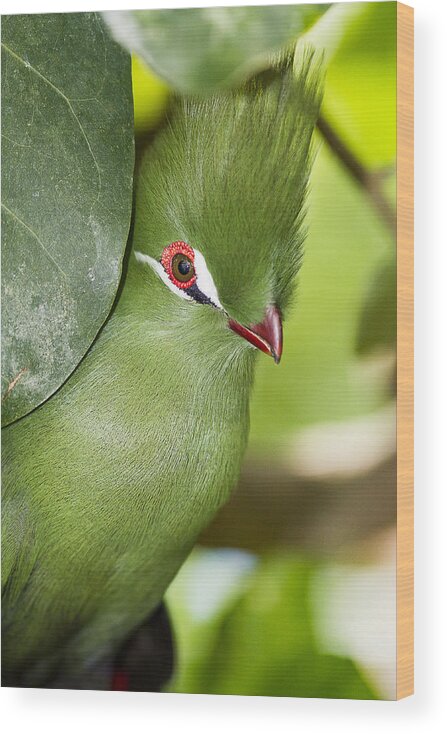 Bird Wood Print featuring the photograph Green Turaco Bird Portrait by Bob Slitzan