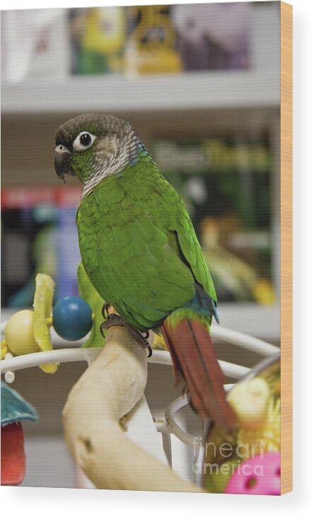 Conures Wood Print featuring the photograph Green Cheek Conure by Jill Lang