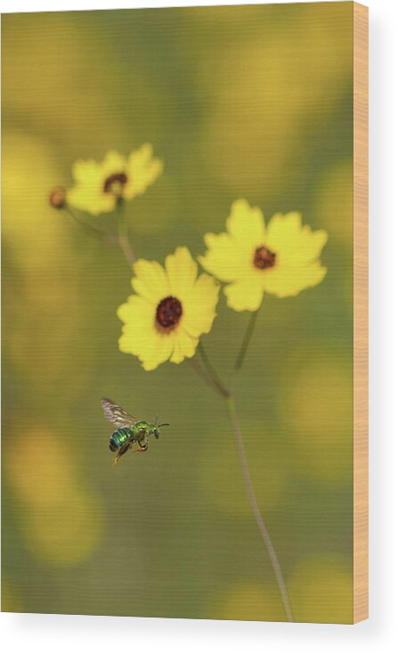 Bee Wood Print featuring the photograph Green Metallic Bee by Paul Rebmann