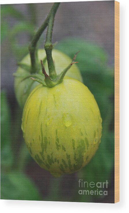 Green Tomatoes Wood Print featuring the photograph Green Zebra by Suzanne Oesterling