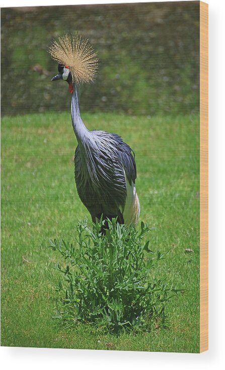 Bird Wood Print featuring the photograph East African Grey Crowned Stork # 2 by Allen Beatty