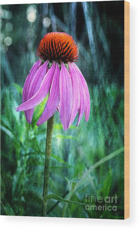 Pink Coneflower Wood Print featuring the photograph Growing Wild And Free by Michael Eingle