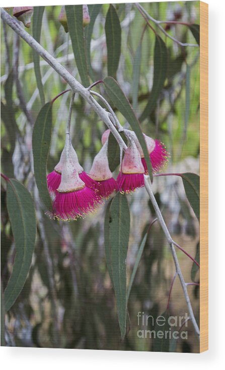 Eucalyptus Wood Print featuring the photograph Gumnut Flowers by Angela DeFrias