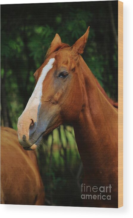 Horse Wood Print featuring the photograph Handsome in Profile by Craig Wood