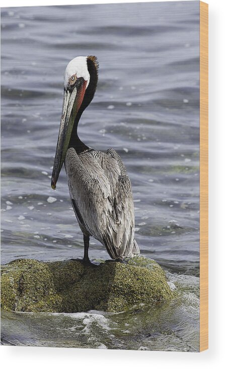 Pelican Wood Print featuring the photograph Handsome by Mark Harrington