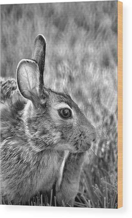 Hare Wood Print featuring the photograph Hare by Jamieson Brown