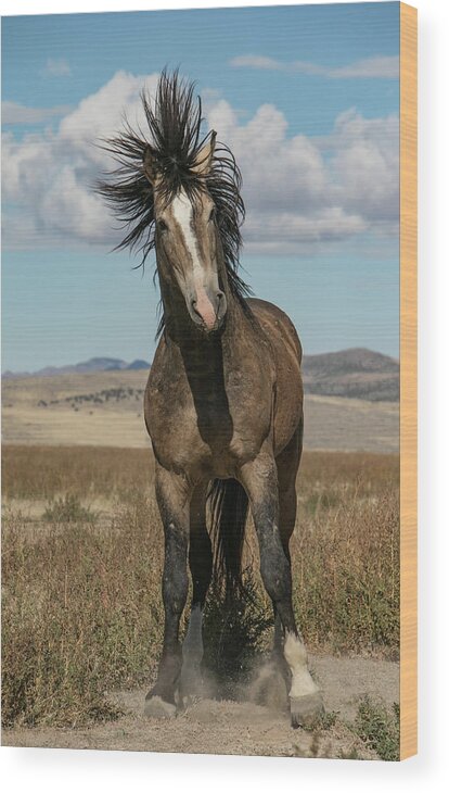 Horse Wood Print featuring the photograph Head Dress by Kent Keller