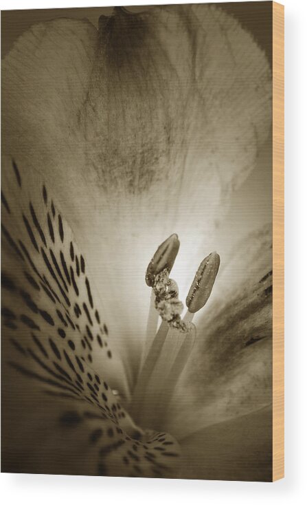 Alstroemeria Wood Print featuring the photograph Heart And Soul of Alstroemeria by Terence Davis