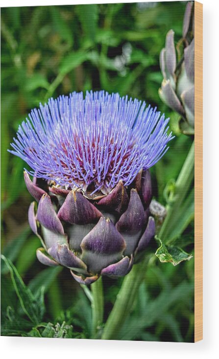 Artichoke Wood Print featuring the photograph Heart of the Garden by Michael Brungardt