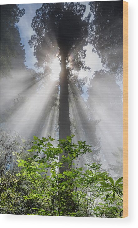 Redwoods Wood Print featuring the photograph Heaven's Light by Greg Nyquist
