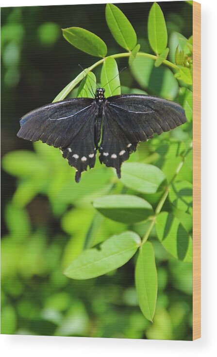 Black Swallowtail Wood Print featuring the photograph Her Eyes Are Watching- vertical by Michiale Schneider