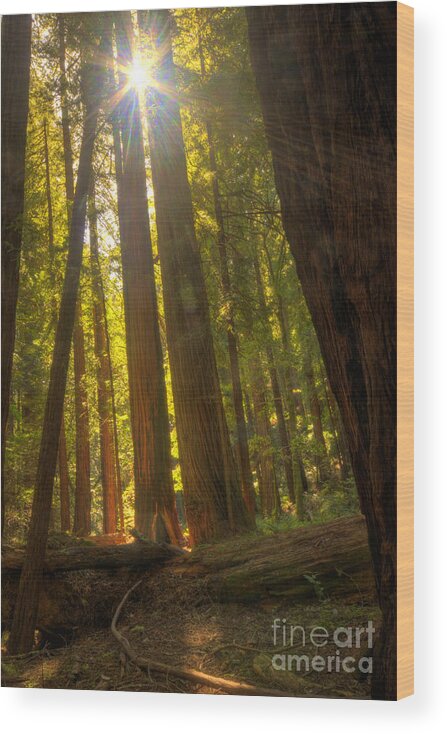 Sun Wood Print featuring the photograph Here Comes The Sun by Paul Gillham
