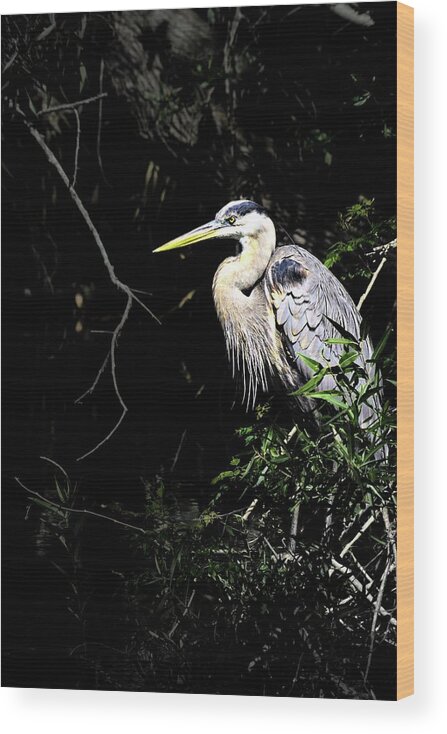Heron Wood Print featuring the photograph Heron in Dark by Stoney Lawrentz