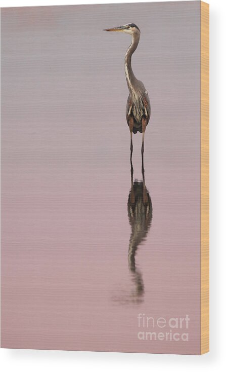 Bird Wood Print featuring the photograph Heron Sunset Reflections by Max Allen