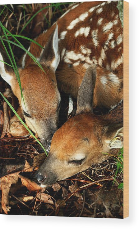 Fawns Wood Print featuring the photograph Hiding Twin Whitetail Fawns by Michael Dougherty