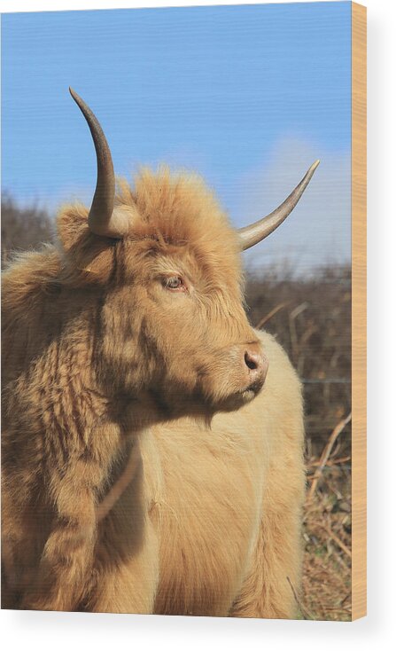 Highland Cattle Wood Print featuring the photograph Highland Cattle by Tony Mills