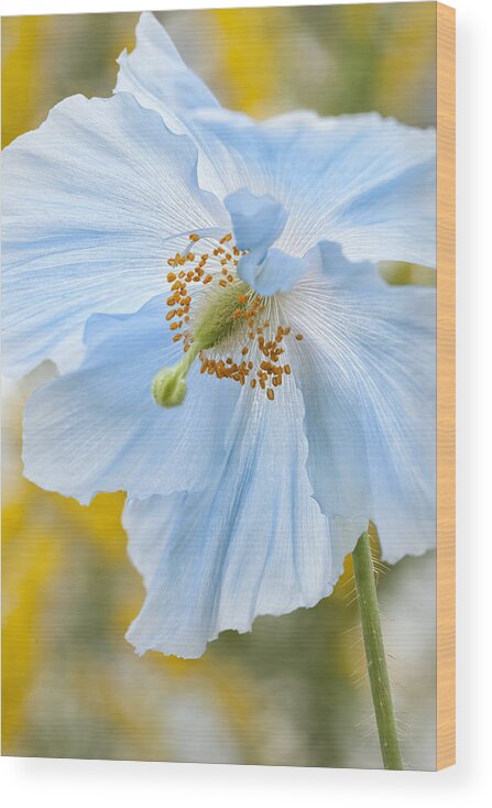 Nobody Wood Print featuring the photograph Himalayan Poppy by Denise Bush